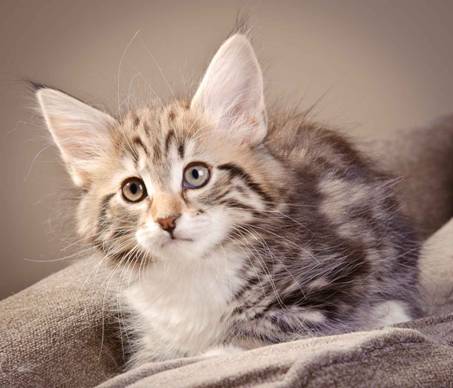 Description: J:\Pictures\M-kull\M-kull_9_weeks\20110121_M-kull_9_weeks_0038.jpg