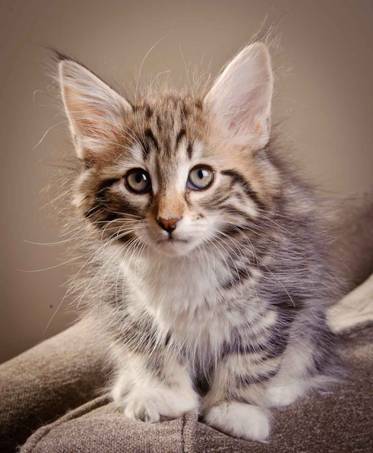 Description: J:\Pictures\M-kull\M-kull_9_weeks\20110121_M-kull_9_weeks_0046.jpg