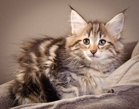 Description: J:\Pictures\M-kull\M-kull_9_weeks\20110121_M-kull_9_weeks_0031.jpg