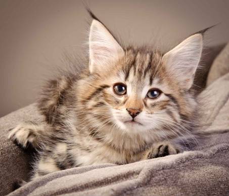 Description: J:\Pictures\M-kull\M-kull_9_weeks\20110121_M-kull_9_weeks_0026.jpg