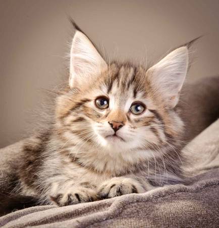 Description: J:\Pictures\M-kull\M-kull_9_weeks\20110121_M-kull_9_weeks_0036.jpg