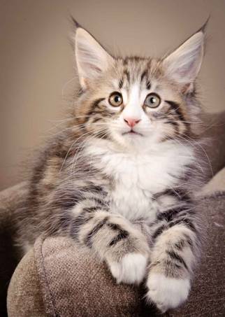 Description: J:\Pictures\M-kull\M-kull_9_weeks\20110121_M-kull_9_weeks_0074.jpg