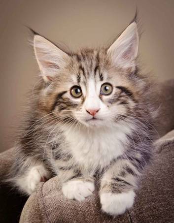 Description: J:\Pictures\M-kull\M-kull_9_weeks\20110121_M-kull_9_weeks_0066.jpg