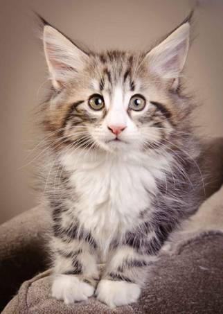 Description: J:\Pictures\M-kull\M-kull_9_weeks\20110121_M-kull_9_weeks_0059.jpg