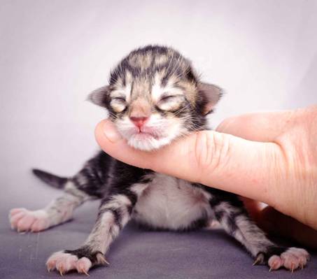 Description: J:\Pictures\M-kull\M-kull_newborn\20101119_M-kull_newborn_0004.jpg