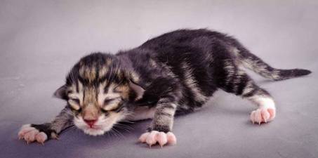 Description: J:\Pictures\M-kull\M-kull_newborn\20101119_M-kull_newborn_0015.jpg