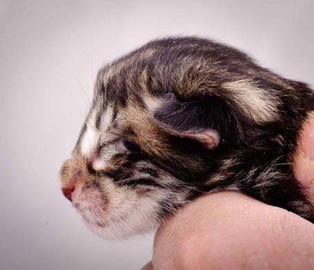 Description: J:\Pictures\M-kull\M-kull_newborn\20101119_M-kull_newborn_0022.jpg