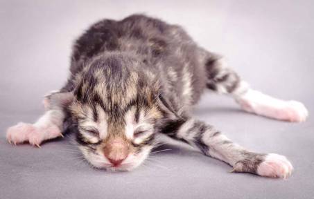 Description: J:\Pictures\M-kull\M-kull_newborn\20101119_M-kull_newborn_0018.jpg