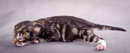 Description: J:\Pictures\M-kull\M-kull_newborn\20101119_M-kull_newborn_0027.jpg