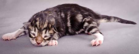 Description: J:\Pictures\M-kull\M-kull_newborn\20101119_M-kull_newborn_0026.jpg