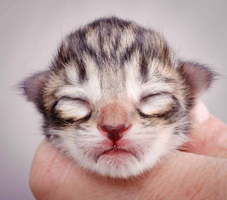 Description: J:\Pictures\M-kull\M-kull_newborn\20101119_M-kull_newborn_0034.jpg