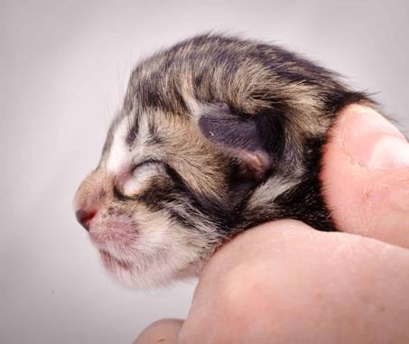 Description: J:\Pictures\M-kull\M-kull_newborn\20101119_M-kull_newborn_0033.jpg