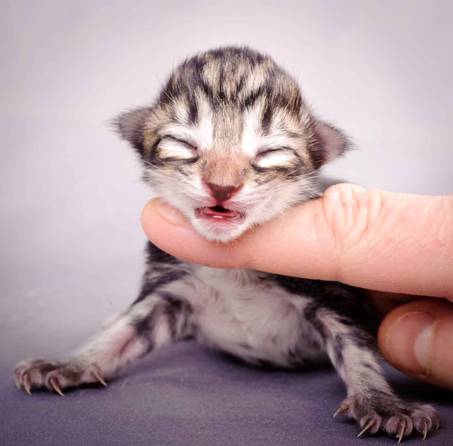 Description: J:\Pictures\M-kull\M-kull_newborn\20101119_M-kull_newborn_0031.jpg