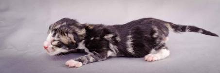 Description: J:\Pictures\M-kull\M-kull_newborn\20101119_M-kull_newborn_0055.jpg