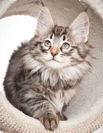 Description: J:\Pictures\N_kull_10_weeks\20120122_N-kull_10_weeks_0014.jpg