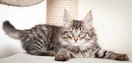 Description: J:\Pictures\N_kull_10_weeks\20120122_N-kull_10_weeks_0009.jpg