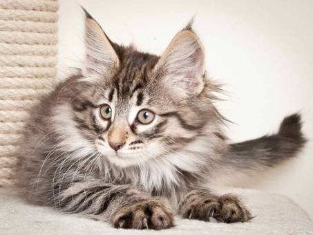 Description: J:\Pictures\N_kull_10_weeks\20120122_N-kull_10_weeks_0007.jpg