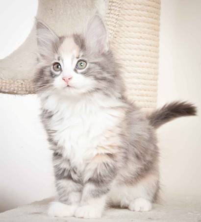 Description: J:\Pictures\N_kull_10_weeks\20120122_N-kull_10_weeks_0031.jpg