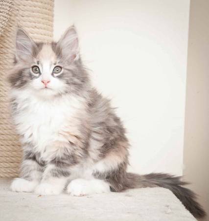 Description: J:\Pictures\N_kull_10_weeks\20120122_N-kull_10_weeks_0024.jpg