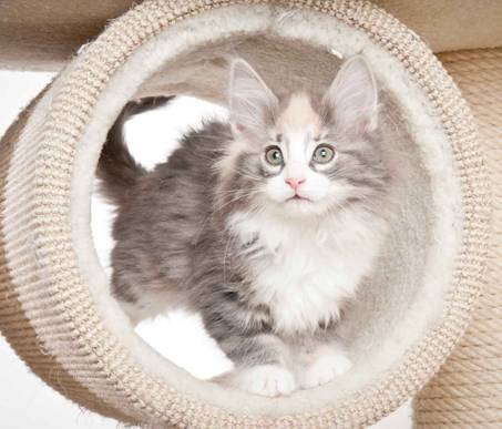 Description: J:\Pictures\N_kull_10_weeks\20120122_N-kull_10_weeks_0034.jpg