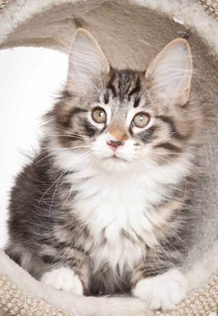 Description: J:\Pictures\N_kull_10_weeks\20120122_N-kull_10_weeks_0051.jpg