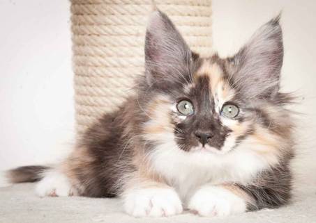 Description: J:\Pictures\N_kull_10_weeks\20120122_N-kull_10_weeks_0062.jpg