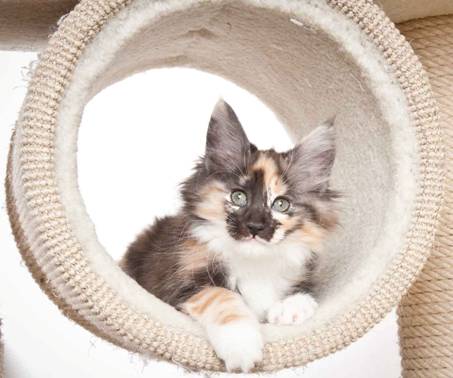 Description: J:\Pictures\N_kull_10_weeks\20120122_N-kull_10_weeks_0060.jpg