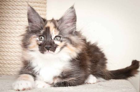 Description: J:\Pictures\N_kull_10_weeks\20120122_N-kull_10_weeks_0054.jpg