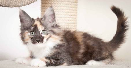 Description: J:\Pictures\N_kull_10_weeks\20120122_N-kull_10_weeks_0068.jpg