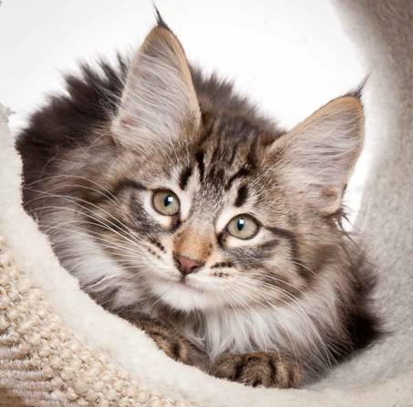 Description: J:\Pictures\N_kull11_weeks\20120127_N-kull_11_weeks_0005.jpg