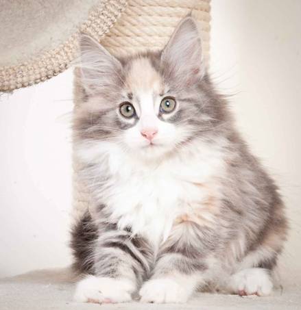 Description: J:\Pictures\N_kull11_weeks\20120127_N-kull_11_weeks_0018.jpg