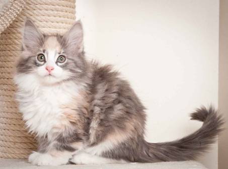 Description: J:\Pictures\N_kull11_weeks\20120127_N-kull_11_weeks_0013.jpg