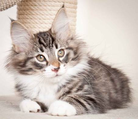 Description: J:\Pictures\N_kull11_weeks\20120127_N-kull_11_weeks_0023.jpg