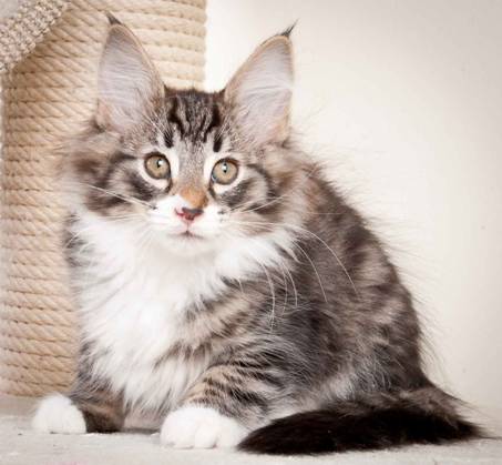 Description: J:\Pictures\N_kull11_weeks\20120127_N-kull_11_weeks_0028.jpg