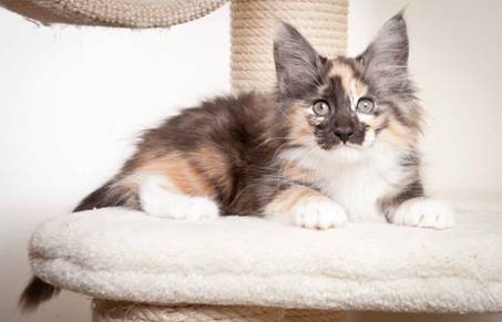 Description: J:\Pictures\N_kull11_weeks\20120127_N-kull_11_weeks_0035.jpg