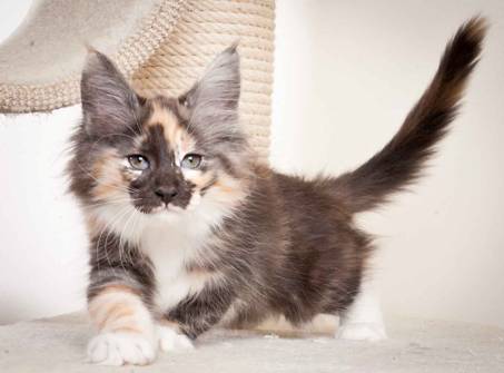 Description: J:\Pictures\N_kull11_weeks\20120127_N-kull_11_weeks_0043.jpg