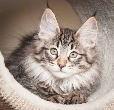 Description: J:\Pictures\N-kull_12_weeks\20120202_N-kull_12_weeks_0012.jpg