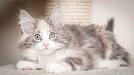 Description: J:\Pictures\N-kull_12_weeks\20120202_N-kull_12_weeks_0027.jpg