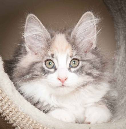 Description: J:\Pictures\N-kull_12_weeks\20120202_N-kull_12_weeks_0032.jpg