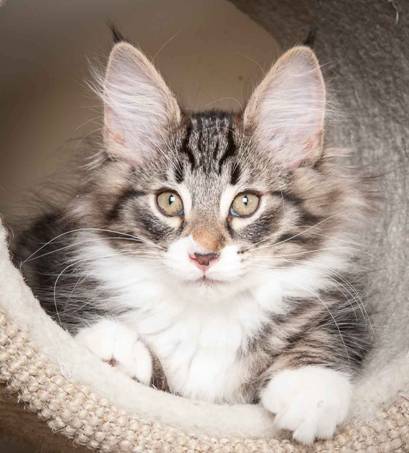 Description: J:\Pictures\N-kull_12_weeks\20120202_N-kull_12_weeks_0045.jpg