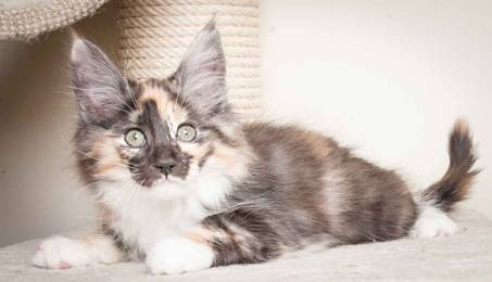 Description: J:\Pictures\N-kull_12_weeks\20120202_N-kull_12_weeks_0055.jpg