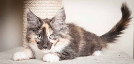 Description: J:\Pictures\N-kull_12_weeks\20120202_N-kull_12_weeks_0047.jpg