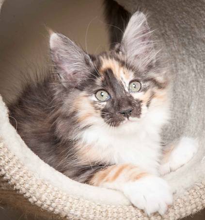 Description: J:\Pictures\N-kull_12_weeks\20120202_N-kull_12_weeks_0058.jpg