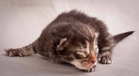 Description: J:\Pictures\N-kull_1_week\20111118_Joachim_004.jpg