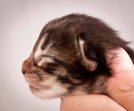 Description: J:\Pictures\N-kull_1_week\20111118_Joachim_003.jpg