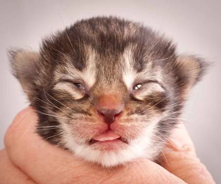 Description: J:\Pictures\N-kull_1_week\20111118_Joachim_002.jpg