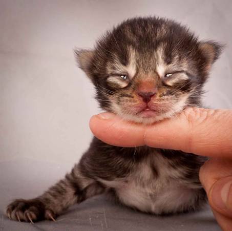 Description: J:\Pictures\N-kull_1_week\20111118_Joachim_001.jpg