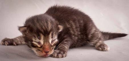 Description: J:\Pictures\N-kull_1_week\20111118_Joachim_005.jpg