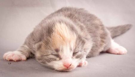 Description: J:\Pictures\N-kull_1_week\20111118_Joachim_009.jpg