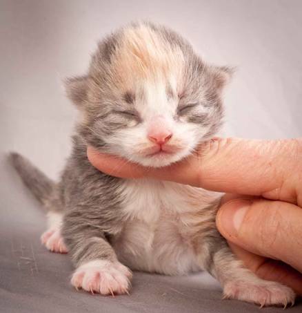 Description: J:\Pictures\N-kull_1_week\20111118_Joachim_006.jpg